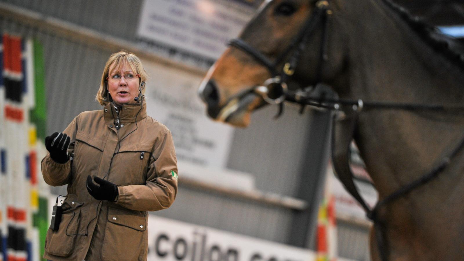 Equestrian judge examines a horse